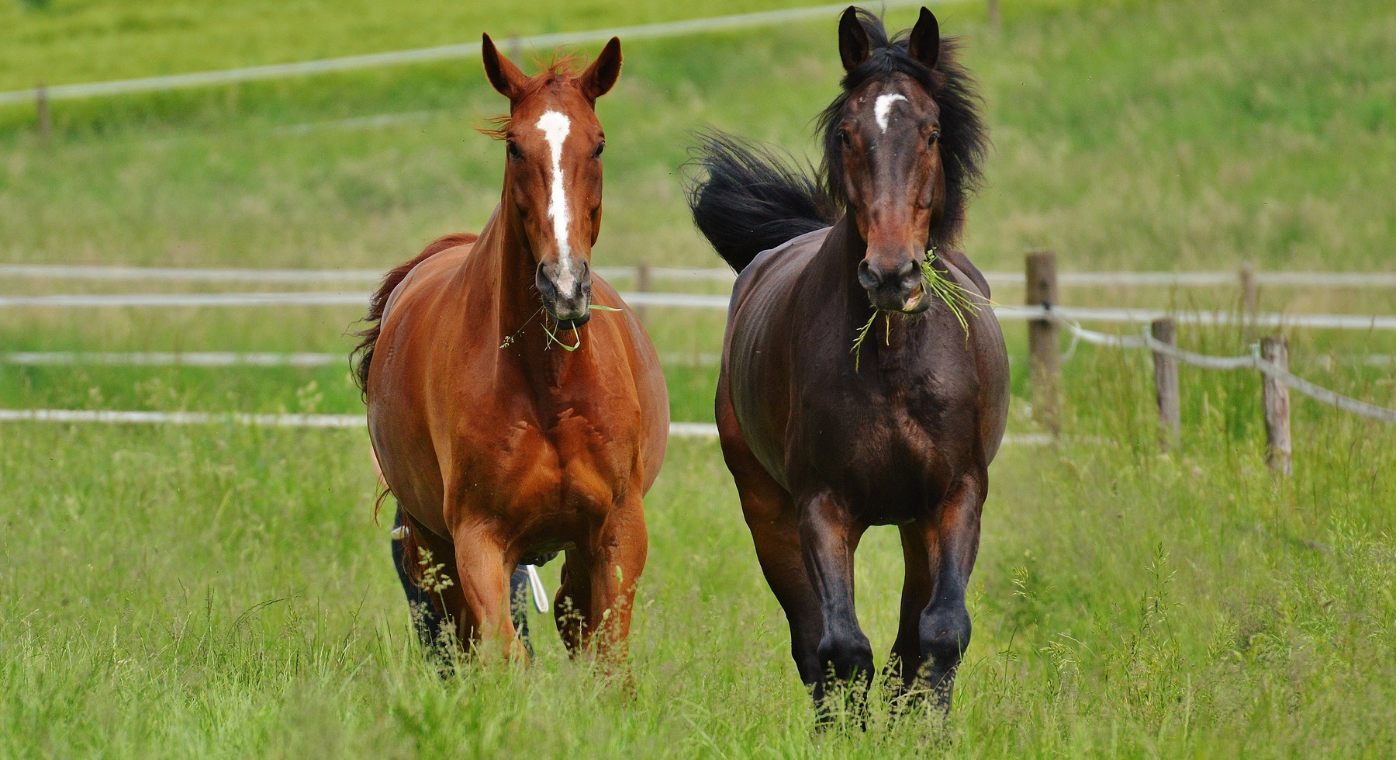 Chevaux