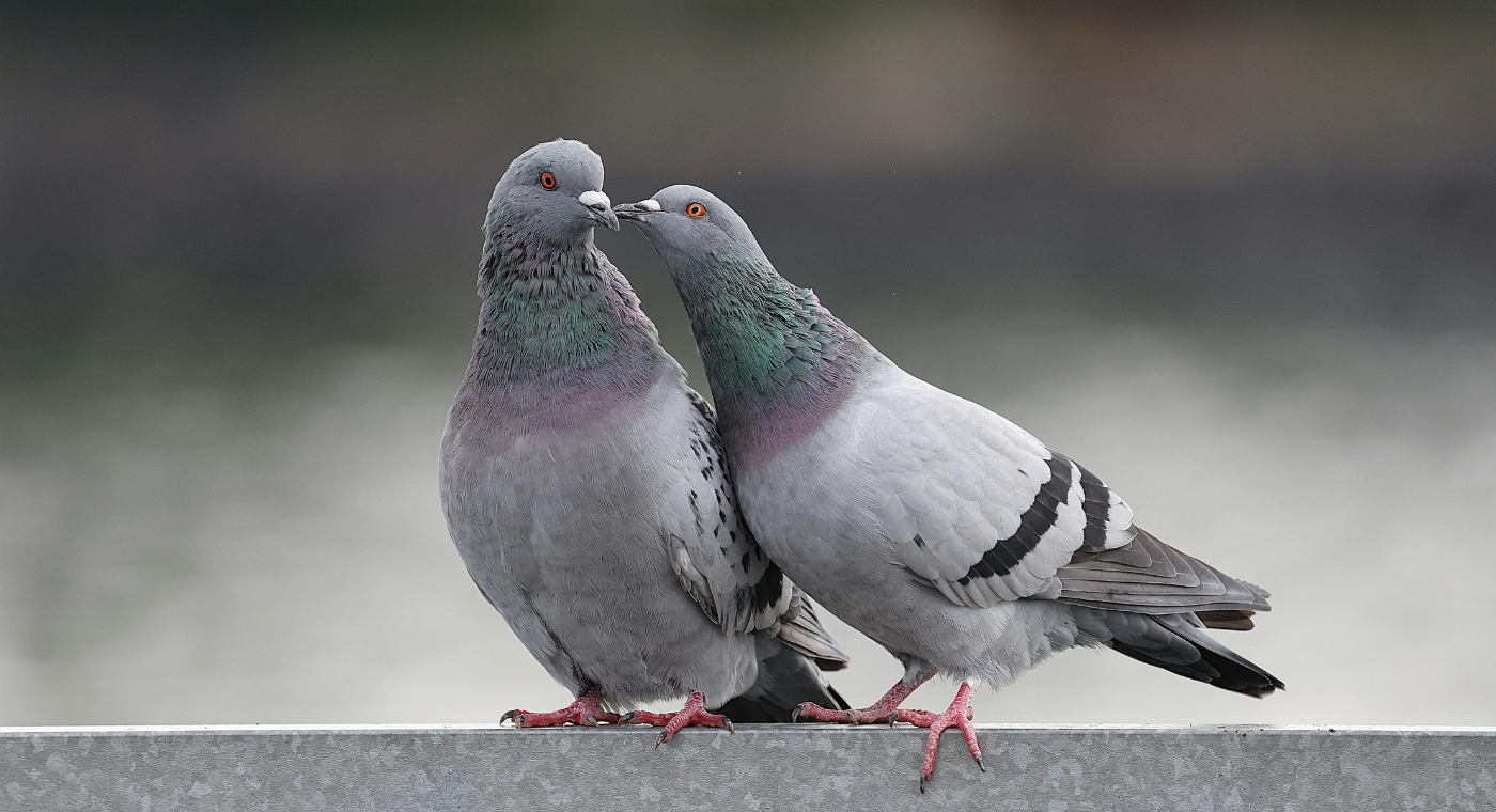 Pigeons de Loisirs