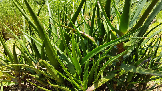 Aloe vera