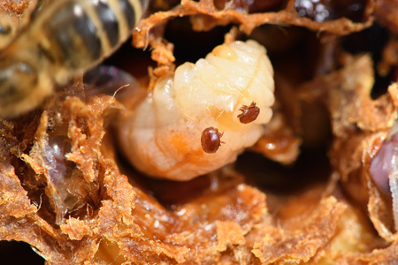 varroa la pharmacie verte