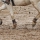 Des solutions pour votre cheval cet hiver