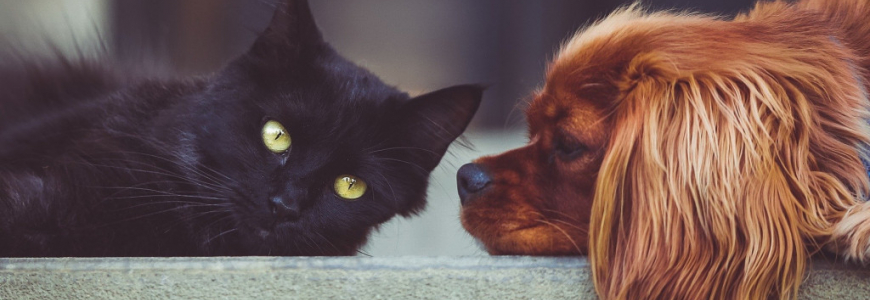 Dois-je vermifuger mon chat ou mon chien ?