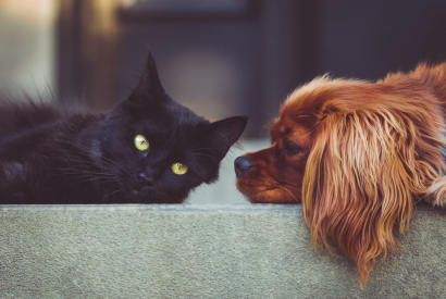 Dois-je vermifuger mon chat ou mon chien ?