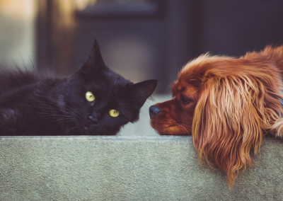 Dois-je vermifuger mon chat ou mon chien ?